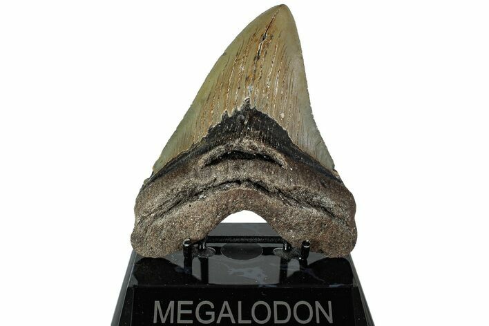 Serrated, Fossil Megalodon Tooth - North Carolina #226474